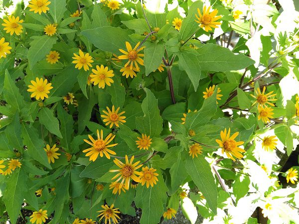 公民館にある秋の花 多治見市南姫公民館