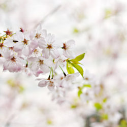 花・万葉