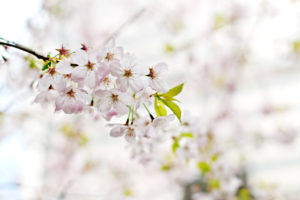 花・万葉