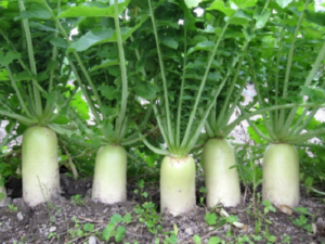 野菜作りセット講座