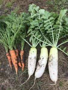 秋・冬野菜を育てよう