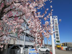 豊岡駐車場🌸桜開花