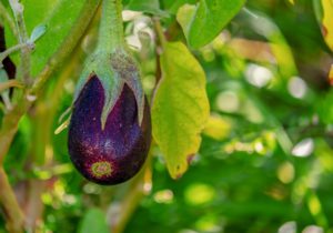 ７月の土岐川マルシェ🍆