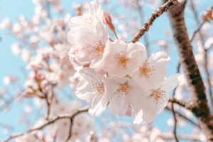 定期契約のご案内🌸