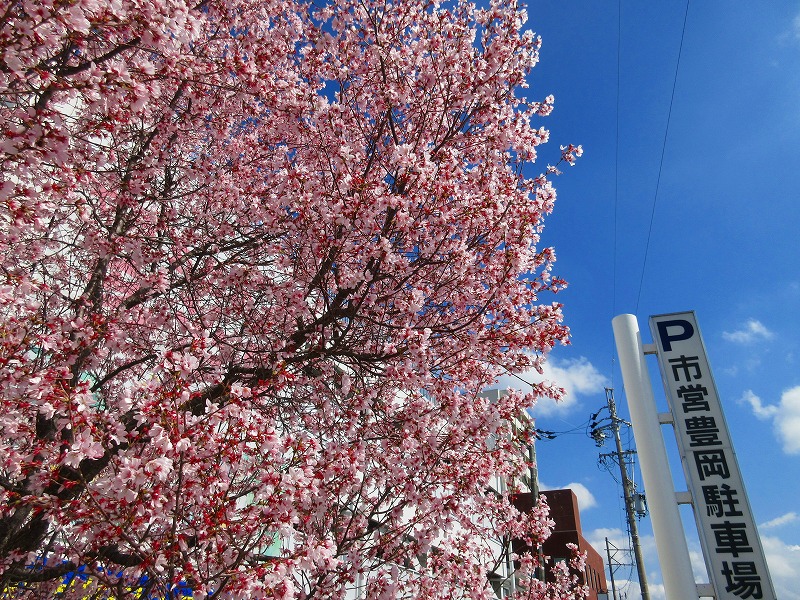 豊岡駐車場の桜が満開です！